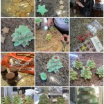 Christmas Cookies Tutorial - Stacked Christmas Tree